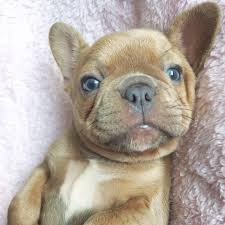 The french bulldog is an affectionate dog breed that loves to play. Texas French Bulldogs Home Facebook