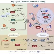 It can also act as one of the favorites among can knockdown 3 mod apk, is a love to throw upon gameplay, which excites the players to shot all the cans in line at one go. Rise Of Trim8 A Molecule Of Duality Molecular Therapy Nucleic Acids