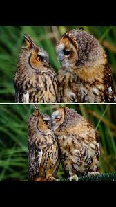 So Sweet Ausgestopftes Tier Susseste Haustiere Vogel Als Haustiere