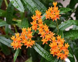Image result for Asclepias