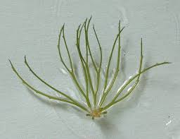 Image result for Ceratophyllaceae