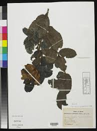 Image result for Schlechterina mitostemmatoides