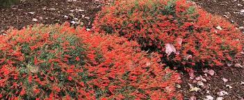 Check spelling or type a new query. Epilobium Everett S California Fuchsia Epilobium Canum Subsp Latifolium Everett S Choice