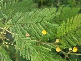 Acacia Macracantha Porknut Leaf Family Leguminosae Plant Leaves Leaves Plants