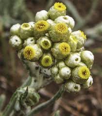 Image result for Pseudognaphalium luteo-album