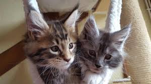 Reserved means that somebody put down a deposit for this kitten, and we expect full payment. When Do Maine Coons Start Spraying Pets Kb