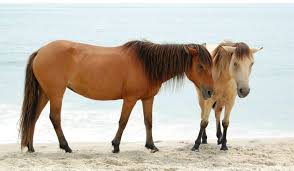 Equivalent to buck +‎ skin. Dunskin Horse Buckskin Dun Helpful Horse Hints