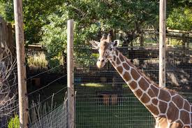 Abilene Zoo: Animals & Safari Adventures | Abilene, TX