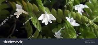 Image result for Angraecum distichum