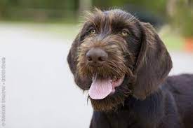 Home Royal Canin German Wirehaired Pointer Bird Dogs Dog Breeds