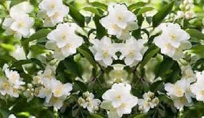 How To Grow Spanish Jasmine Plant Chameli Plant Care Jasmine Plant Plants Fragrant Flowers
