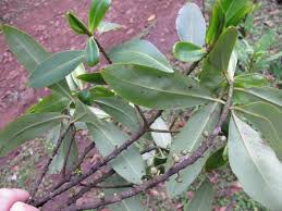 Image result for Rapanea melanophloeos