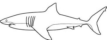 Mean Shark Coloring Pages Coloring Pages Shark Coloring Pages Farm Animal Coloring Pages Coloring Pages