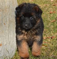 Black And Red Long Coat German Shepherd Puppies Long Coat German Shepherd Puppy By Grunwald Haus Usa German Shepherd Puppies Long Coat German Shepherd Puppies