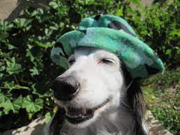 Dog Bucket Hat Camoflage Hat Dog Camocamo Hat Mini Camo Etsy Hats Camo Hats Camoflage