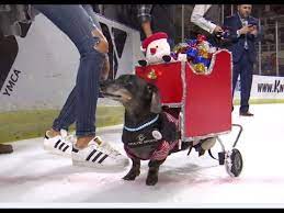 Dachshund racing (wiener dog racing) is a popular sporting event found primarily in north america. Knoxville Ice Bears Wiener Dog Race Youtube