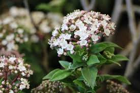 Lorbeerschneeball Mittelmeer Schneeball Viburnum Tinus Pflege Schneiden Schneeball Immergruner Schneeball Pflanzen