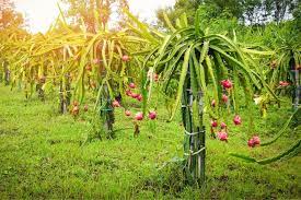 Otherwise, the cactus will grow over the edges of your container and sprawl along the ground until it finds something to climb. How To Grow Dragon Fruit Pitaya Growing Planting Tips Better Homes And Gardens