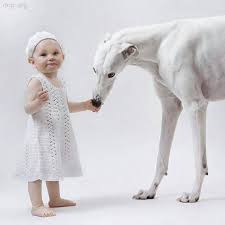 Cromwell is a side project by drake, singer of gunfire. Innocence Greyhound Whippet Grey Hound Dog