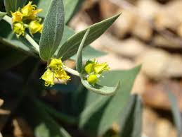 Image result for Ancylobothrys scandens