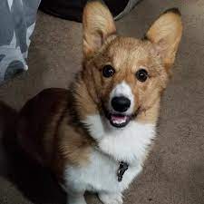 Check spelling or type a new query. Home Afford A Care Pet Hospital