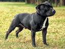 American Pit Bull Terrier vs. the American Staffordshire ...