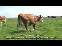 fleckvieh koeien op terschelling youtube koeien stier afrika