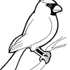 All free printable coloring state bird flower black capped snow capped colouring page pages chickadee click black. Https Encrypted Tbn0 Gstatic Com Images Q Tbn And9gcsqpj4muzuqfgxtavv7 Vva8mhojelk5xmsfjesegrygzap39cq Usqp Cau