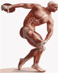 The torso or trunk is an anatomical term for the central part, or core, of many animal bodies (including humans) from which extend the neck and limbs. Download Discobolus Human Body Muscle Anatomy Mural Neuromuscular Quick Pocket Reference Png Image With No Background Pngkey Com