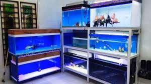 Dengan aquarium mampu menghadirkan nuansa alam kedalam rumah. Aquariums Penataan Aquarium Pada Rak Besi Holo 3 Tingkat Part 2 Aquarium Holo Rak