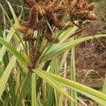 Image result for Cyperus latifolius