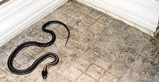 Ular masuk rumah menurut pemahaman ilmu kejawen ular masuk rumah memang mengejutkan, karena habitat ular… 99 Pertanda Ular Masuk Rumah 3 Kali Saat Hamil Alamat Ular