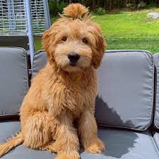 Mini Goldendoodle F1 On Instagram Mom Take This Fluffin Man Bun Off My Head Immediately Pls Goldendoodle Mini Goldendoodle Cute Dogs And Puppies