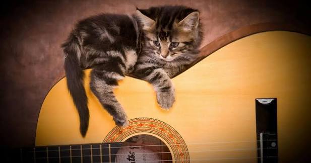 Music to Soothe a Savage Beast | Made Music Studio