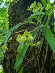 Image result for Polystachya albescens