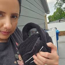 Hey, so what do I do with this? Update: 1. It's not banded 2. It's got a  hurt wing 3. It's in my garage with water in a safe crate with a