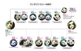 Search for text in url. 2018å¹´ãƒ'ãƒ³ãƒ€å‹•ç‰©åœ'ä¸€è¦§ãƒªã‚¹ãƒˆ å‹•ç‰©åœ'ã®é­…åŠ›ã¯ ä¸Šé‡Žå‹•ç‰©åœ' ã‚¸ãƒ£ã‚¤ã‚¢ãƒ³ãƒˆãƒ'ãƒ³ãƒ€ ã‚·ãƒ£ãƒ³ã‚·ãƒ£ãƒ³ å«ã‚3é ­ å…¨å›½ã«ã¯ä»–ã«6é ­ å…µåº«çœŒ å'Œæ­Œå±±çœŒ ã§è¦‹ã‚Œã¾ã™ Tami å¤šè¦³