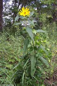The Full Sized Flower Of A Jerusalem Artichoke Plant Pretty As Well As Tasty Trees To Plant Plants Hobbit Garden