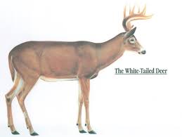 anatomy of a whitetail deer