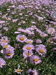 Image result for Erigeron steudelii