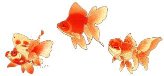 Fantails Goldfish Art Fish Art Fish Drawings