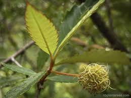 Image result for Callicoma