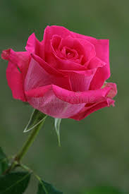 Hot Pink Rose A Single Bright Magenta Colored Rose Sponsored Affiliate Paid Pink Single Colo Beautiful Rose Flowers Hot Pink Roses Pretty Flowers