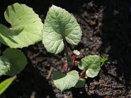 Die kolbenartigen blütenstände erinnern an die form von trauben. Gewohnliche Pestwurz Petasites Hybridus Fur Deinen Garten