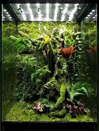 Pin By Abbey Emmert On Terrarium Bioactive Vivarium Terrarium Plants Planted Aquarium