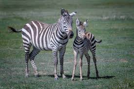 Though they all live in africa, each species of zebra has its own home area. Zebra Facts Habitat Behavior Diet
