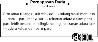 Untuk awal pelatihan letakan salah telapak tangan pada bagian dada dan telapak tangan yang satunya lagi letakan pada. Pernapasan Perut Dan Pernapasan Dada Idschool