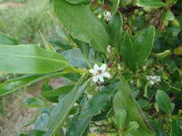 Image result for Myoporum laetum