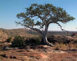 Image result for Boscia albitrunca