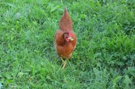 Comment éviter les maladies, les parasites en excès, la baisse de ponte et le stress. Alimentation Des Poules Mais Que Mangent Les Poules Monpoulailler